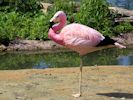 Andean Flamingo (WWT Slimbridge July 2013) - pic by Nigel Key